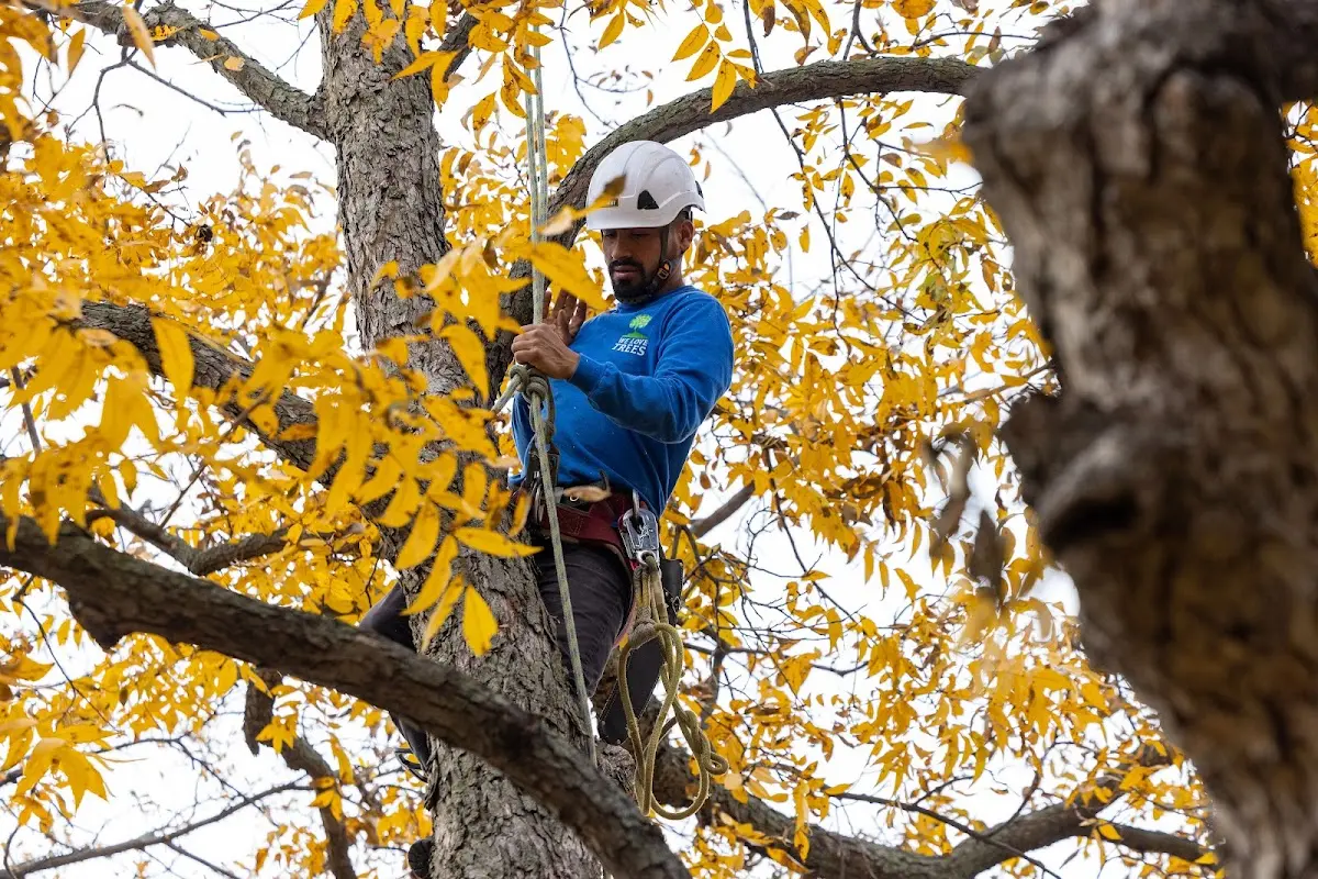 Skilled Tree Trimming crew working in Clearwater